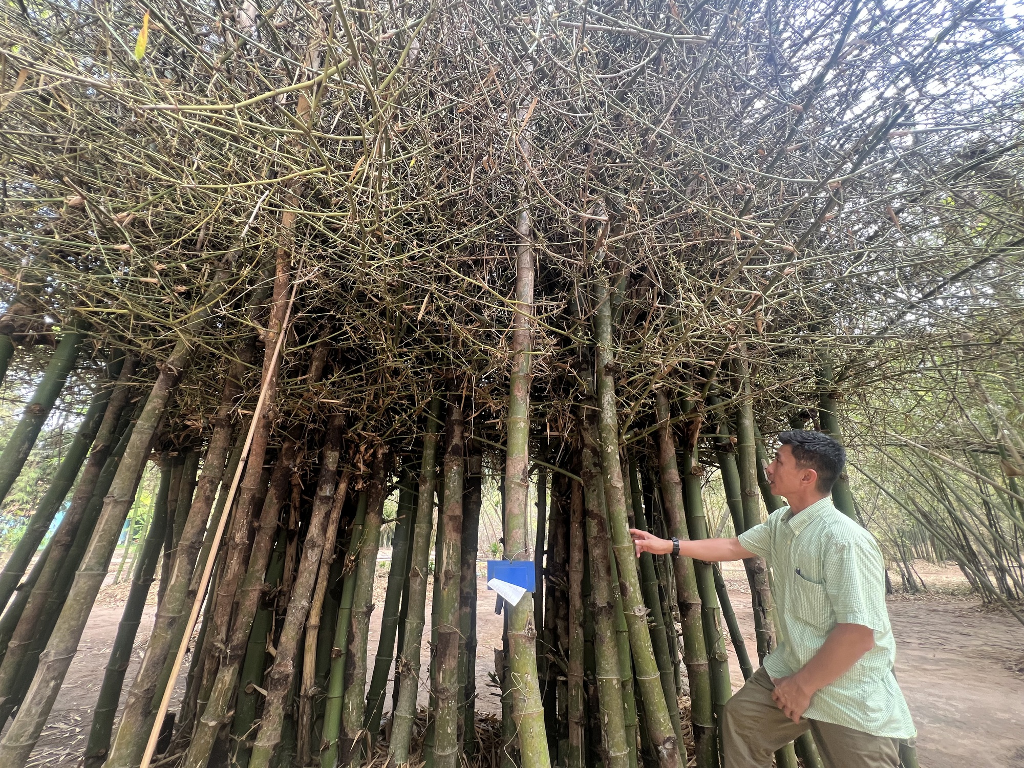 Làng Tre Phú An - Thiên Đường Nghệ Thuật Và Văn Hóa