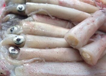 Mua mực trứng giá sỉ