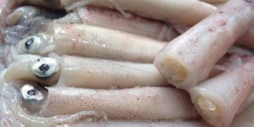 Mua mực trứng giá sỉ