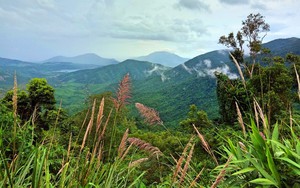 TP.HCM Đề Xuất Chuyển Mục Đích Sử Dụng Hơn 8 Ha Rừng Để Thực Hiện Các Dự Án Hạ Tầng