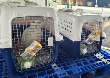 Dịch vụ vận chuyển thú cưng đi Úc