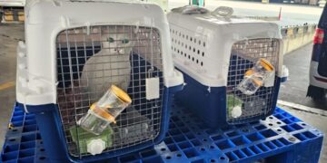 Dịch vụ vận chuyển thú cưng đi Úc